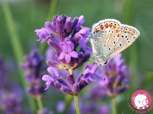 y nghia cua hoa oai huong lavender3 1483605588